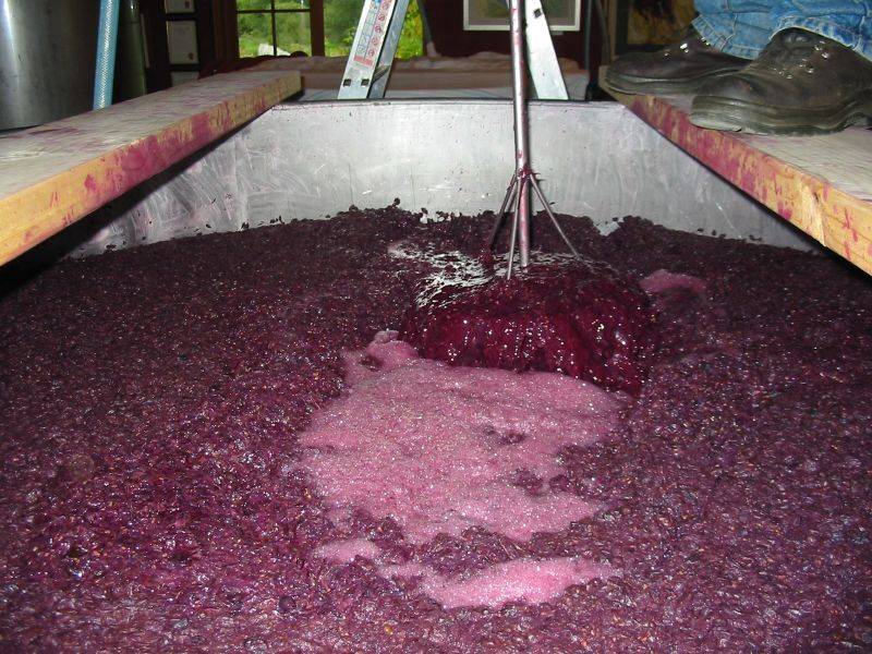 Il vino si ricava dalla fermentazione dell'uva